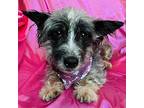 Stella, Schnauzer (standard) For Adoption In Corona, California