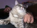 Tails, Manx For Adoption In Phila, Pennsylvania