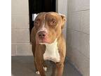 Millie, Staffordshire Bull Terrier For Adoption In Chandler, Arizona