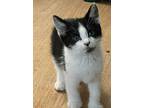 Colston (moo Cow Kitten), Domestic Shorthair For Adoption In Lewistown
