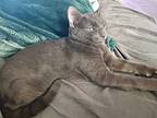 Ozzy, Domestic Mediumhair For Adoption In Las Vegas, Nevada