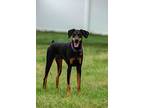 Ellie, Doberman Pinscher For Adoption In Louisville, Kentucky