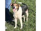 Woof, Jack Russell Terrier For Adoption In Batavia, Ohio