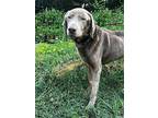 Alfonso, Retriever (unknown Type) For Adoption In Weatherford, Texas