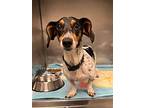 Butter, Dachshund For Adoption In Stoughton, Massachusetts