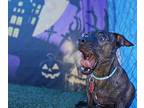 Chocolate Chip, Dachshund For Adoption In Phoenix, Arizona