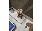 Boo, American Pit Bull Terrier For Adoption In Rockport, Texas