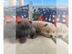 Chow Chow PUPPY FOR SALE ADN-837906 - Full blooded Chow Chow