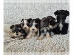 Schnauzer (Miniature) PUPPY FOR SALE ADN-837886 - Miniature schnauzer