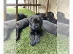 Mastador-Mastiff Mix PUPPY FOR SALE ADN-837879 - Mastador