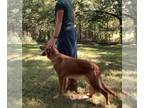 Golden Retriever PUPPY FOR SALE ADN-837774 - Heritage Farm Retrievers