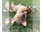 Labrador Retriever PUPPY FOR SALE ADN-837764 - Adorable AKC Labrador retrievers