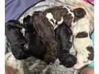 Bernedoodle PUPPY FOR SALE ADN-837762 - F1B Bernedoodles