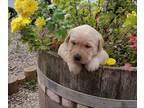 Labrador Retriever PUPPY FOR SALE ADN-837982 - Labrador Retriever Puppies All