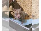 American Bully PUPPY FOR SALE ADN-837822 - Pocket American Bully