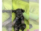 Schnauzer (Miniature) PUPPY FOR SALE ADN-837789 - Beautiful miniature schnauzer
