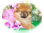 Pomeranian PUPPY FOR SALE ADN-837975 - Chicago TCUP Pomeranian Babies