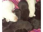 Labrador Retriever PUPPY FOR SALE ADN-837834 - akc registerd
