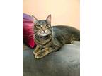 Adopt Salad23T a Domestic Shorthair / Mixed (short coat) cat in Youngsville