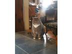 Adopt Teddybear a Gray or Blue (Mostly) Domestic Shorthair / Mixed (short coat)