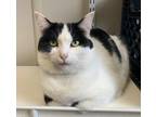 Adopt Oreo a Domestic Shorthair / Mixed (short coat) cat in Fremont