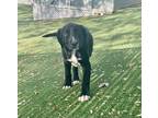 Adopt Rocky a Black - with White Labrador Retriever / Mountain Cur / Mixed dog