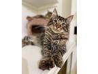 Bingo, Domestic Mediumhair For Adoption In Cambria, California