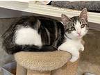 Acacia, Domestic Shorthair For Adoption In Cambria, California