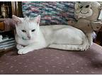 Smudge **courtesy Post**, Domestic Shorthair For Adoption In Seven Valleys