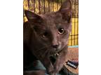 Smokey (24-778), Domestic Shorthair For Adoption In Seven Valleys, Pennsylvania