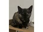 Posie, Domestic Shorthair For Adoption In Cuyahoga Falls, Ohio