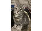 Rosie, Domestic Shorthair For Adoption In Cuyahoga Falls, Ohio
