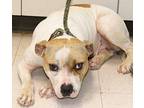 Caroline, Staffordshire Bull Terrier For Adoption In Forrest City, Arkansas