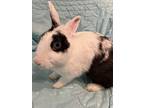 Marble, Dutch For Adoption In West Palm Beach, Florida