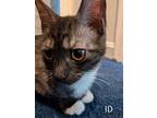 Kitten: Id *featured At The Petco In Columbia, Md*, Domestic Shorthair For