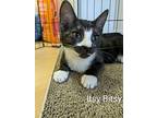 Kitten: Itsy Bitsy *featured At The Petco In Columbia, Md*