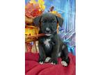 Raven, Border Terrier For Adoption In Inglewood, California