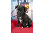 Nyx, Border Terrier For Adoption In Inglewood, California