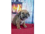 Elvira, Border Terrier For Adoption In Inglewood, California