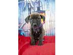 Malefecent, Border Terrier For Adoption In Inglewood, California