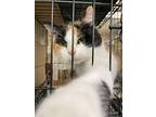 Ellaree, Calico For Adoption In Columbia, South Carolina