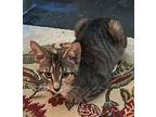 Miriam, Domestic Shorthair For Adoption In Columbia, South Carolina