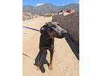 Atlas, Doberman Pinscher For Adoption In Ontario, California