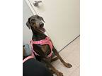 Faith, Doberman Pinscher For Adoption In Ontario, California