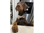 Dewey, Doberman Pinscher For Adoption In Ontario, California