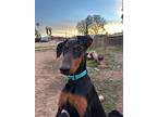 Charmy, Doberman Pinscher For Adoption In Ontario, California