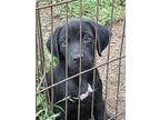 Champ, Labrador Retriever For Adoption In Ocala, Florida