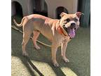 kimi*, American Pit Bull Terrier For Adoption In Salt Lake City, Utah