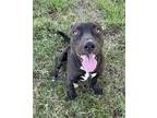 Little Bit, American Staffordshire Terrier For Adoption In Tulare, California