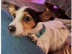 Sheldon, Dachshund For Adoption In Flossmoor, Illinois